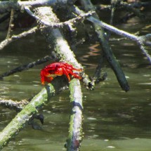 Red crab